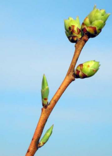 Plant buds signal the beginning of spring - Fruit & Nuts